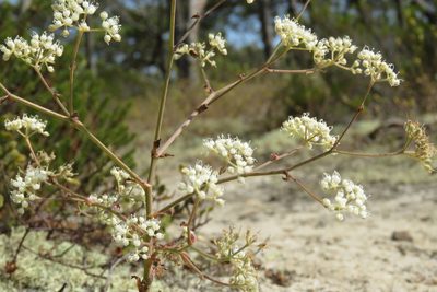 Pimpinella villosa, photographed by Paulo Martins
