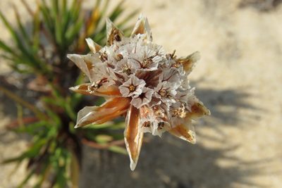 Armeria pungens, photographed by Paulo Martins