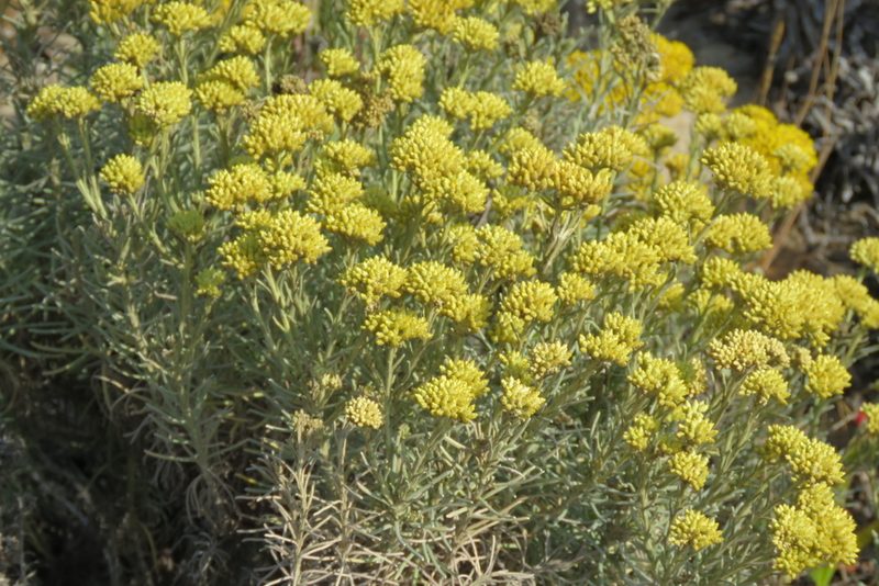 Helichrysum italicum, photographed by Paulo Martins