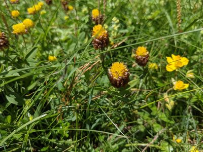 Trifolium badium, photographed by Pieter Huybrechts