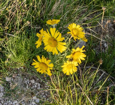 Hymenoxys grandiflora, photographed by Bob Walker
