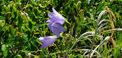 Campanula alaskana, photographed by Sarah Vermaak