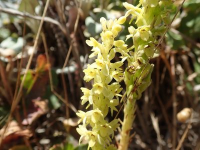 Platanthera michaelii, photographed by joergmlpts