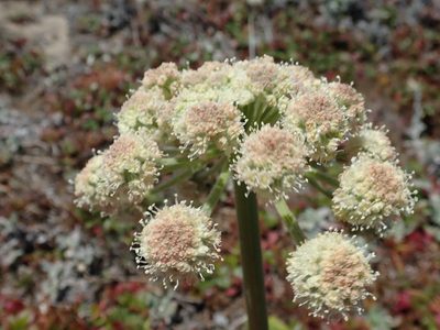 Angelica hendersonii, photographed by joergmlpts