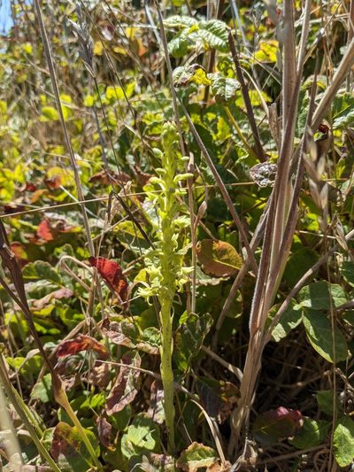 Platanthera michaelii, photographed by joergmlpts