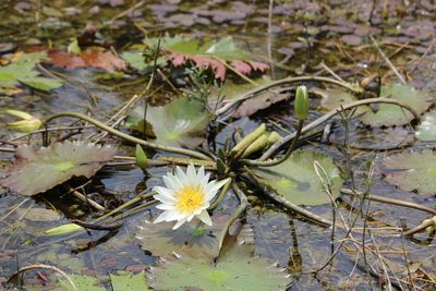 Nymphaea ampla, photographed by Ricard Busquets Reverte