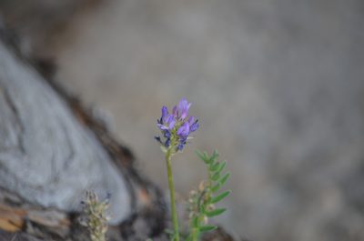 Astragalus laxmannii, photographed by Liam Steele