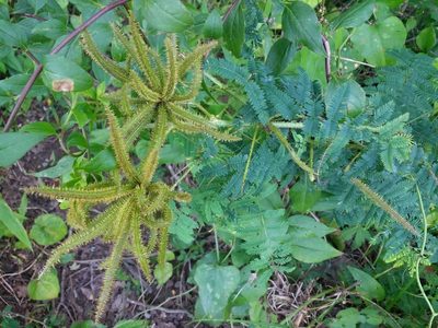 Mimosa nuttallii, photographed by ozarkallison