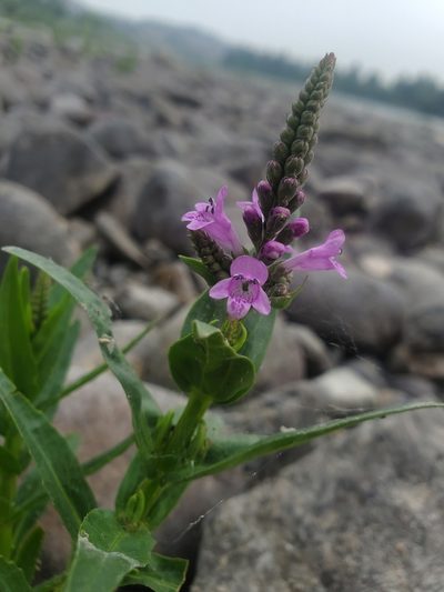 Physostegia parviflora, photographed by Kate