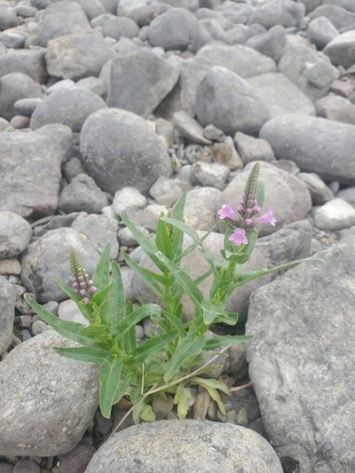Physostegia parviflora, photographed by Kate