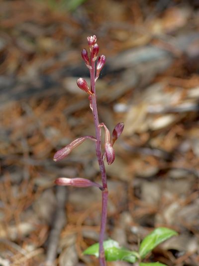 Bletia nitida, photographed by Michelle W. （鍾偉瑋）