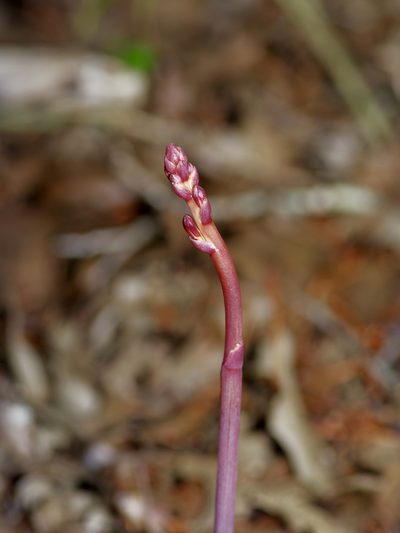 Bletia nitida, photographed by Michelle W. （鍾偉瑋）