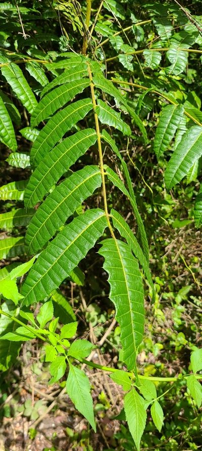 Comocladia glabra, photographed by ritirene