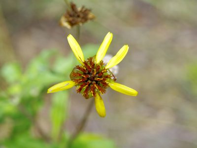 Tetragonotheca texana, photographed by Michelle W. （鍾偉瑋）