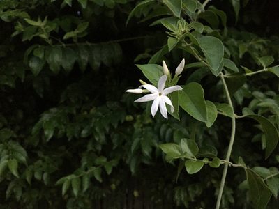 Jasminum multiflorum, photographed by Darren Oh