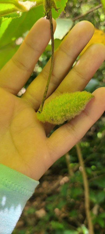 Helicteres jamaicensis, photographed by ritirene