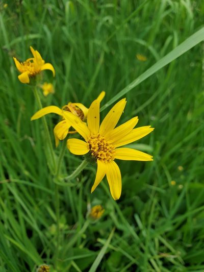 Arnica mollis, photographed by Shane Johnson