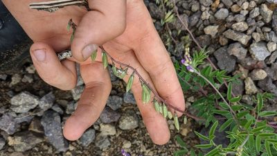 Astragalus eucosmus, photographed by Trevor Van Loon