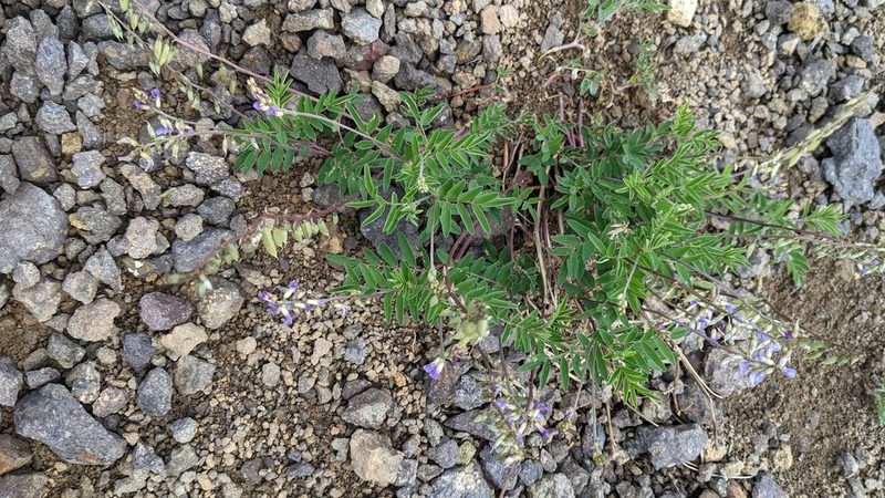 Astragalus eucosmus, photographed by Trevor Van Loon