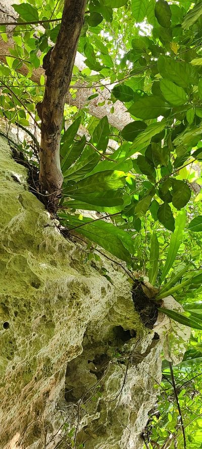 Anthurium crenatum, photographed by ritirene