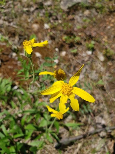 Arnica lonchophylla, photographed by Shaan Aroeste