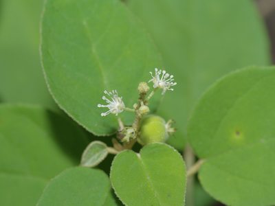 Croton fruticulosus, photographed by Michelle W. （鍾偉瑋）