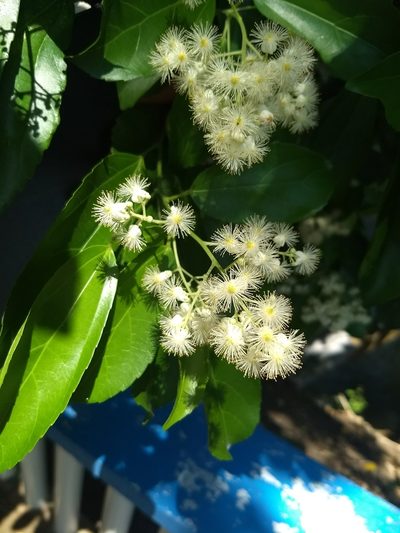 Pleuranthodendron lindenii, photographed by Obed Palagot Echavarria