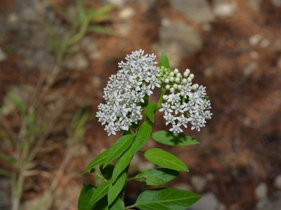 Asclepias texana, photographed by Michelle W. （鍾偉瑋）