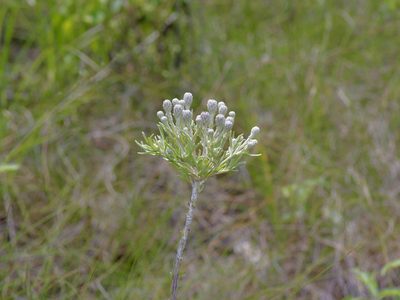 Vernonia lindheimeri, photographed by Michelle W. （鍾偉瑋）