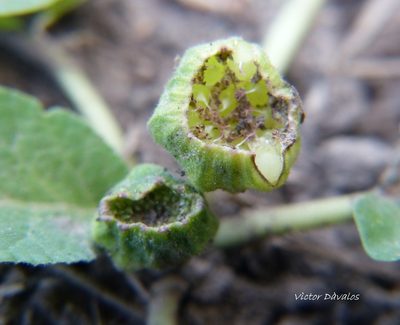 Dorstenia brasiliensis, photographed by Víctor Dávalos