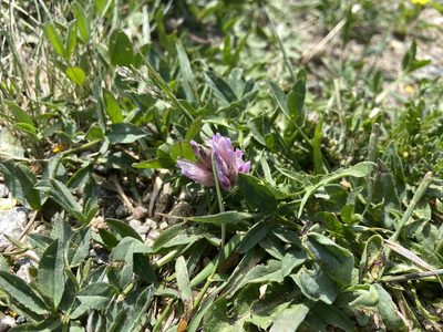 Trifolium parryi, photographed by Reid Hardin