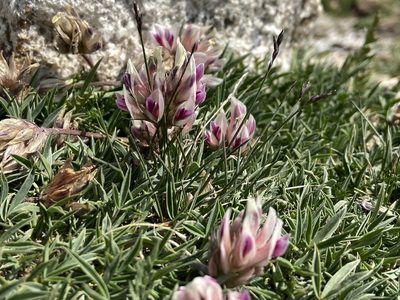 Trifolium dasyphyllum, photographed by Reid Hardin