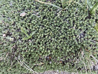 Paronychia pulvinata, photographed by Reid Hardin