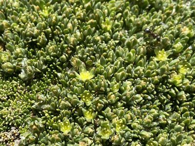 Paronychia pulvinata, photographed by Reid Hardin