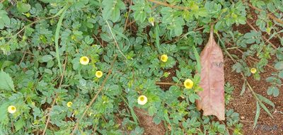 Kallstroemia maxima, photographed by Olvin Wilfredo Oyuela
