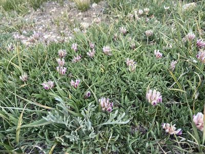 Trifolium dasyphyllum, photographed by Reid Hardin