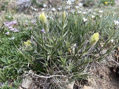 Castilleja occidentalis, photographed by Reid Hardin