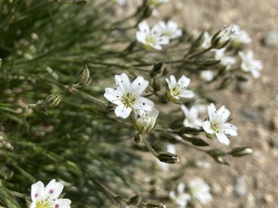 Eremogone fendleri, photographed by Reid Hardin