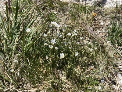 Eremogone fendleri, photographed by Reid Hardin