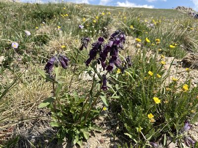 Penstemon whippleanus, photographed by Reid Hardin