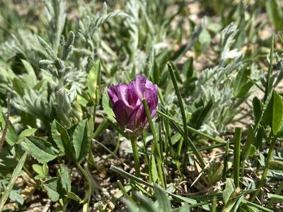 Trifolium parryi, photographed by Reid Hardin