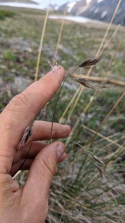 Festuca altaica, photographed by Trevor Van Loon