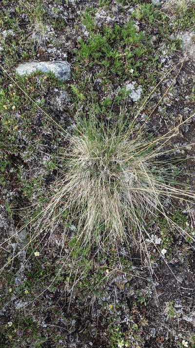 Festuca altaica, photographed by Trevor Van Loon