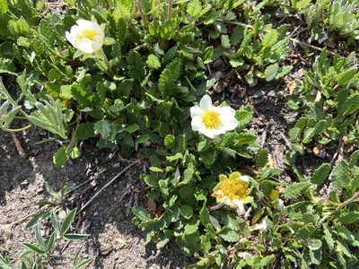 Dryas hookeriana, photographed by Reid Hardin