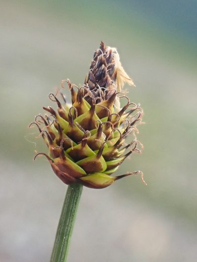 Carex capitata, photographed by Trevor Van Loon