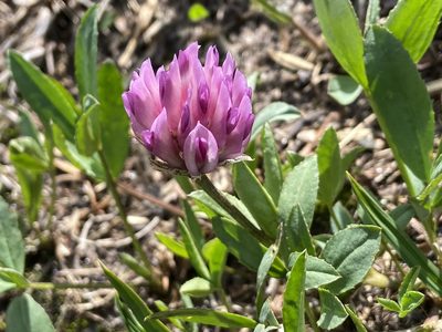 Trifolium parryi, photographed by Reid Hardin