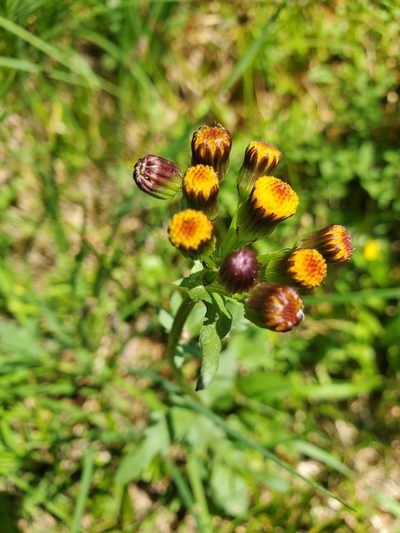 Packera pauciflora, photographed by Shane Johnson