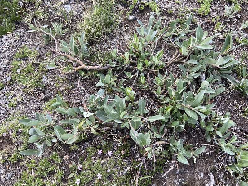 Salix brachycarpa, photographed by Reid Hardin