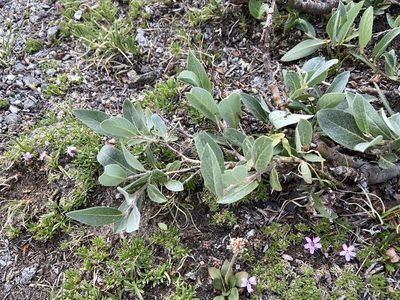 Salix brachycarpa, photographed by Reid Hardin
