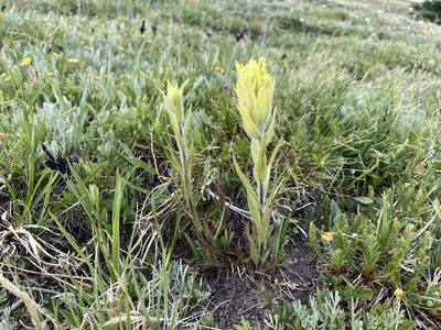 Castilleja occidentalis, photographed by Reid Hardin